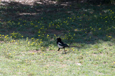 High angle view of bird perching on a field