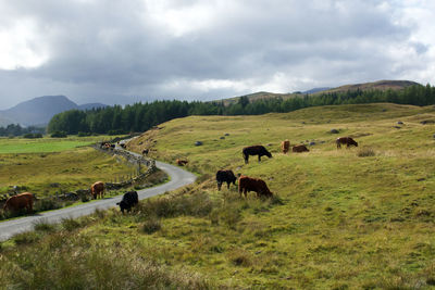 Sheep grazing in a field