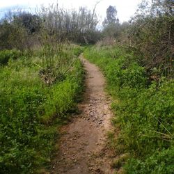 Dirt road amidst plants against sky