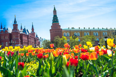 View of tulips against cloudy sky