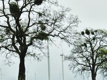 Low angle view of tree against clear sky