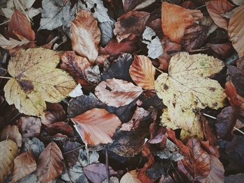 Full frame shot of dry leaves