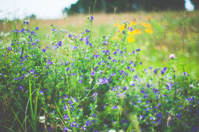 Close-up of purple flowers blooming in field