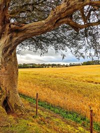 Scenic view of field against sky