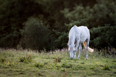 Scenic view of horse grazing in field