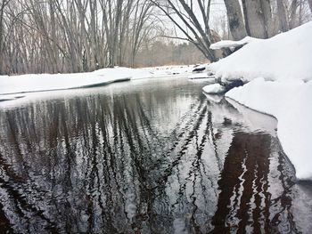 Snow covered trees