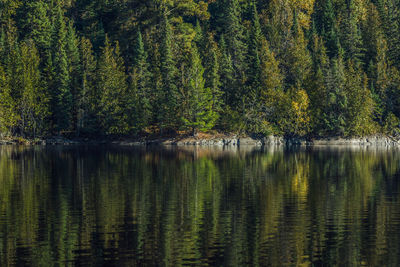 Scenic view of lake by trees