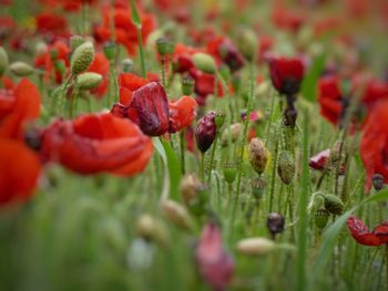 Close-up of red flower blooming in field