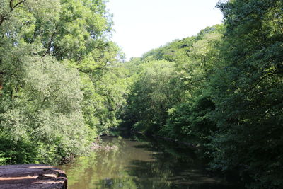 Scenic view of lake amidst trees in forest against sky