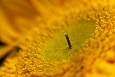 Close-up of yellow flowering plant