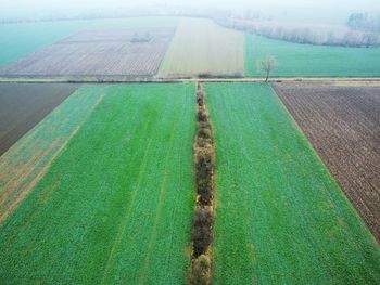 High angle view of agricultural field