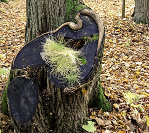 High angle view of tree trunk during autumn