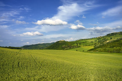 Scenic view of agricultural field against sky