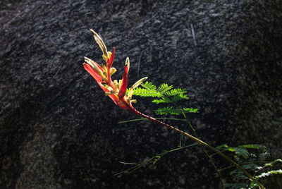 High angle view of red leaf on rock