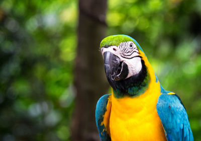 Close-up of a parrot perching on leaf