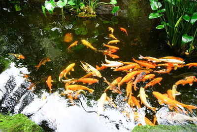 Fish swimming in lake