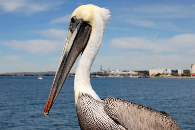 Close-up of pelican by sea against sky