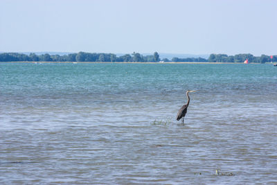 High angle view of gray heron on lake against clear sky