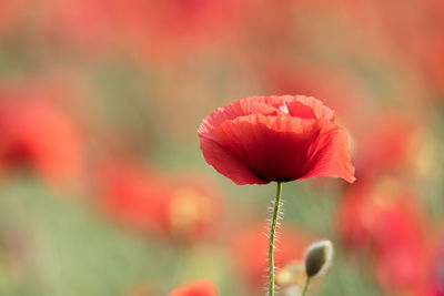 Close-up of red poppy flower