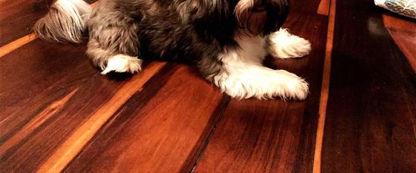 Close-up of dog on hardwood floor