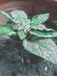 Close-up of potted plant