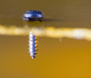 High angle view of insect in water