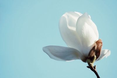 Close-up of white flowers