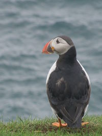 Close-up of bird perching on a land