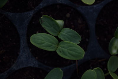 High angle view of leaves