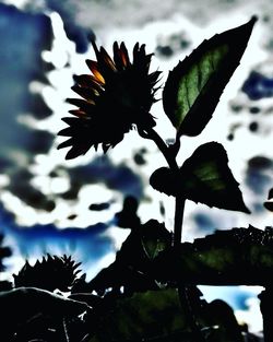 Low angle view of flowering plant against sky