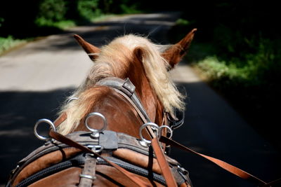 Close-up of a harnessed horse