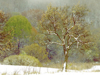 Bare tree in forest during winter