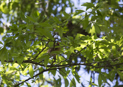 Low angle view of tree leaves