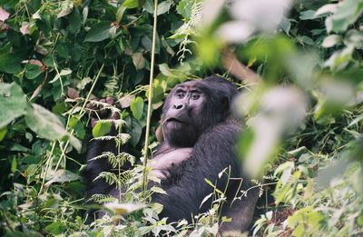 Gorilla in the wild