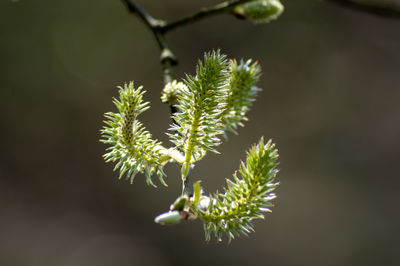 Close-up of plant