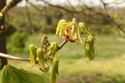 Close-up of flower buds growing outdoors