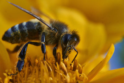 Close-up of honey bee pollinating on yellow flower