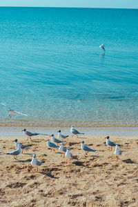 Seagulls on beach