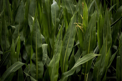 Full frame shot of wheat field