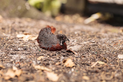 Chinese painted quail also called king quail excalfactoria chinensis mated pair begin to nest 