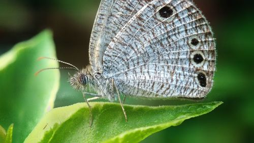 Close-up of butterfly on flower