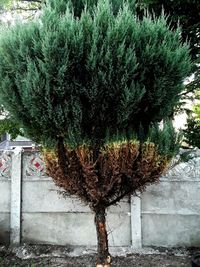 Trees growing by wall