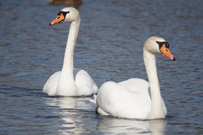 Swan floating on lake