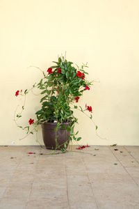 Potted plant on floor against wall