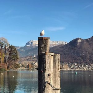 Seagull perching on wooden post by lake against sky