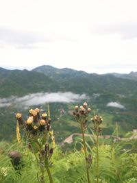 Close-up of flowering plants on field against sky