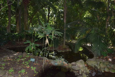 Plants and leaves in lake at forest