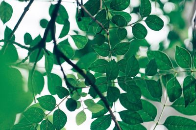 Full frame shot of green leaves