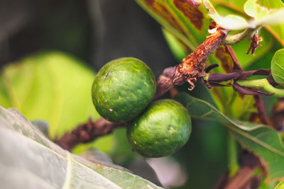 Close-up of fruits growing on tree