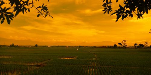 Scenic view of field against sky during sunset